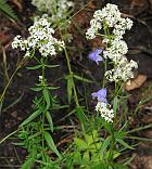 Galium boreale thumbnail