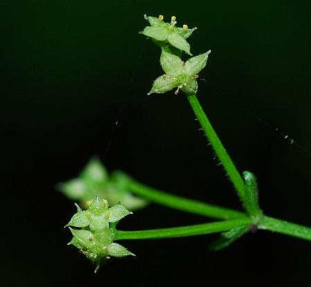 Galium_circaezans_flowers.jpg