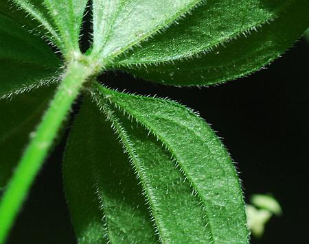 Galium_circaezans_leaf2.jpg