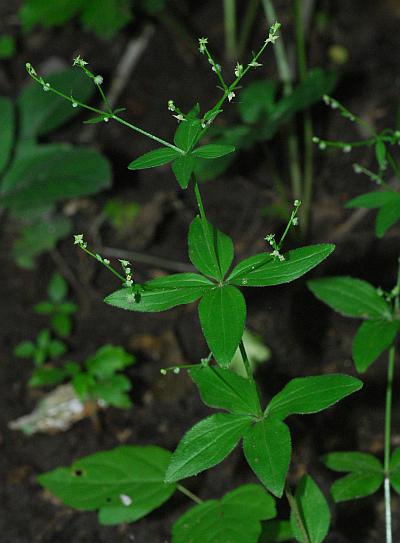 Galium_circaezans_plant.jpg