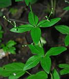 Galium circaezans thumbnail