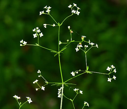 Galium_concinnum_inflorescence.jpg