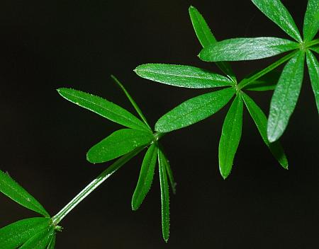 Galium_concinnum_leaves1.jpg