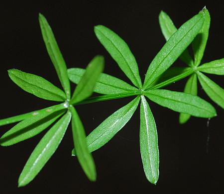 Galium_concinnum_leaves2.jpg