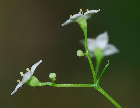 Galium_concinnum_ovaries.jpg