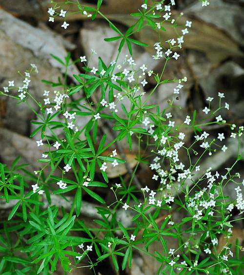 Galium_concinnum_plant.jpg