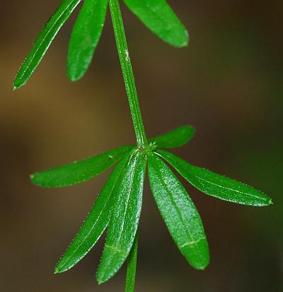 Galium_concinnum_stem.jpg