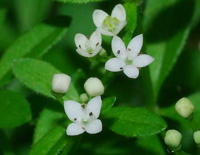 Galium_obtusum_corollas.jpg