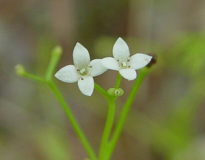 Galium_obtusum_flowers.jpg