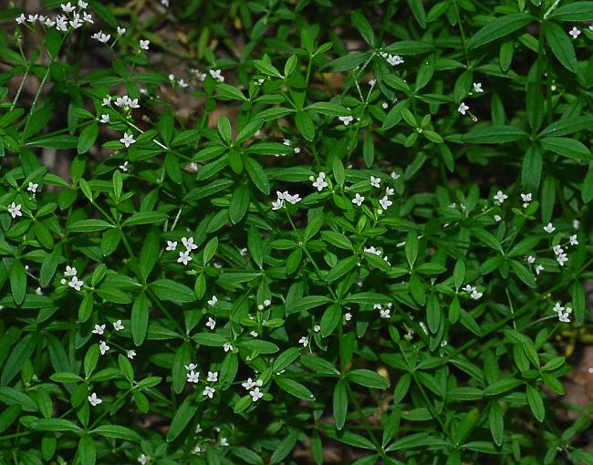 Galium_obtusum_habit.jpg