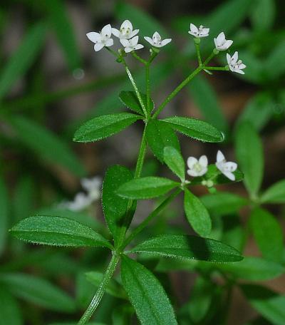 Galium_obtusum_inflorescence.jpg