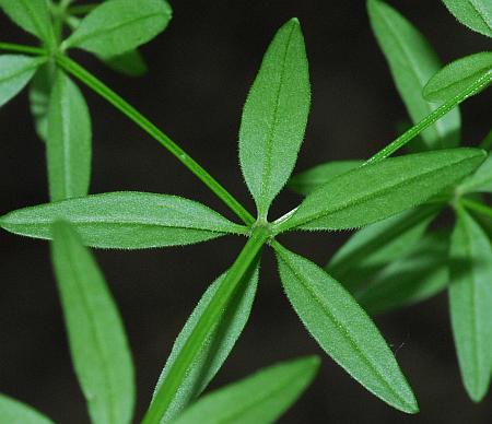 Galium_obtusum_leaf2.jpg