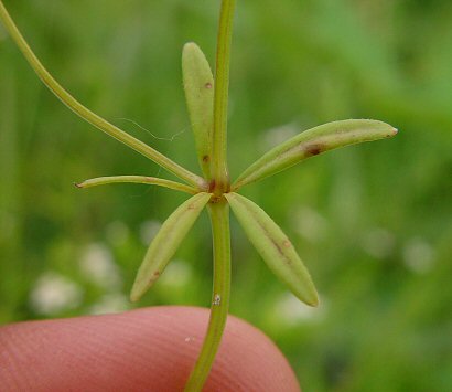 Galium_obtusum_leaves.jpg