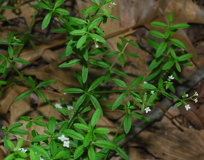 Galium_obtusum_plant.jpg