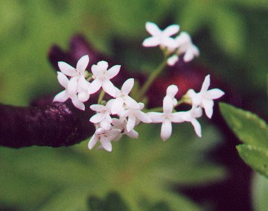 Galium_odoratum_flowers1.jpg