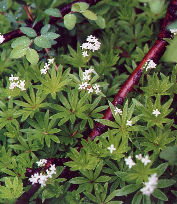 Galium_odoratum_plant.jpg