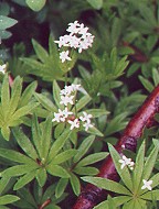 Galium odoratum thumbnail