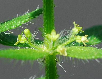 Galium_pedemontanum_flowers.jpg