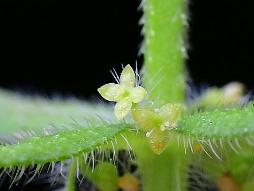 Galium_pedemontanum_flowers2.jpg