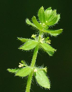 Galium_pedemontanum_inflorescence.jpg