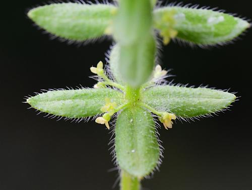 Galium_pedemontanum_inflorescence2.jpg