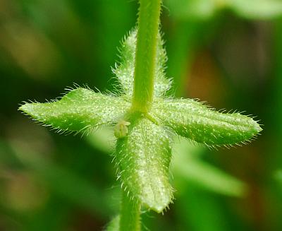 Galium_pedemontanum_leaf1.jpg