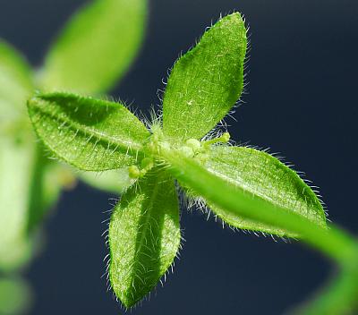 Galium_pedemontanum_leaf2.jpg