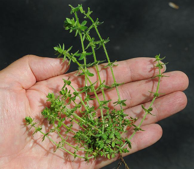 Galium_pedemontanum_plant.jpg