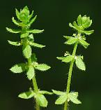 Galium pedemontanum thumbnail