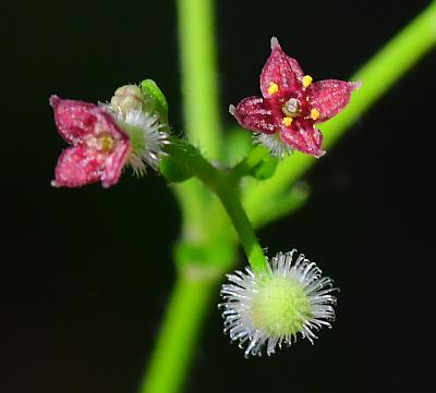 Galium_pilosum_flower.jpg