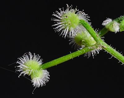 Galium_pilosum_fruits.jpg