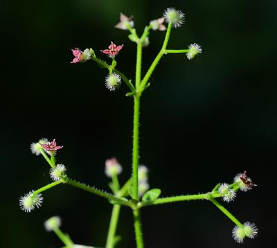 Galium_pilosum_inflorescence.jpg