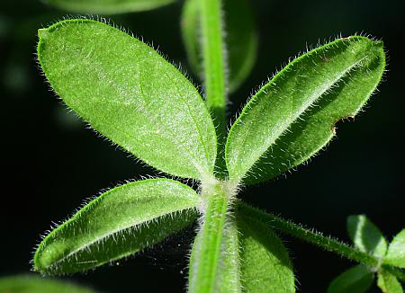 Galium_pilosum_leaf2.jpg