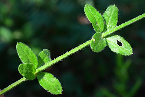 Galium_pilosum_leaves.jpg