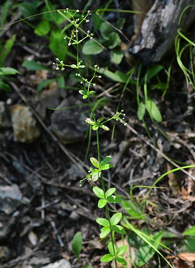 Galium_pilosum_plant.jpg