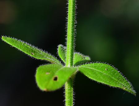 Galium_pilosum_stem.jpg