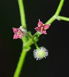 Galium pilosum thumbnail