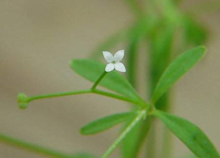 Galium_tinctorium_flower.jpg