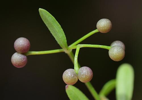 Galium_tinctorium_fruits.jpg