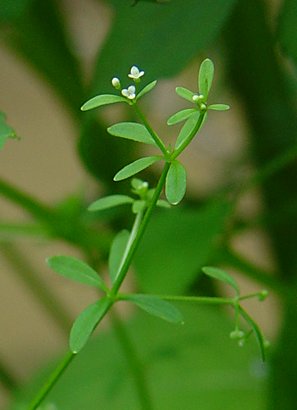 Galium_tinctorium_inflorescence.jpg