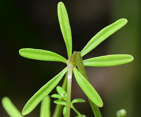 Galium_tinctorium_leaf1.jpg