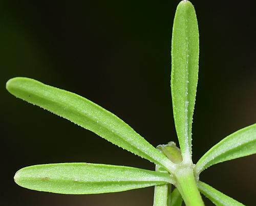 Galium_tinctorium_leaf2.jpg