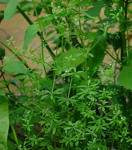 Galium_tinctorium_plant.jpg