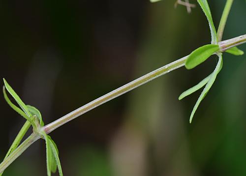 Galium_tinctorium_stem.jpg