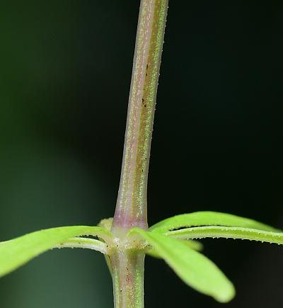 Galium_tinctorium_stem2.jpg