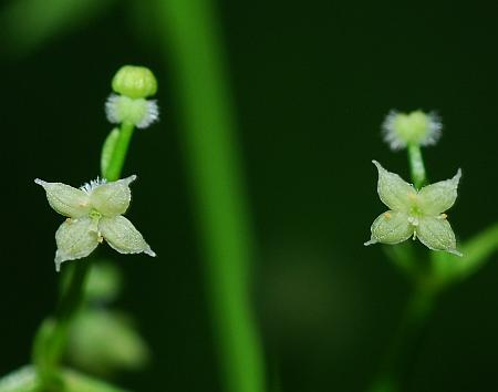 Galium_triflorum_corollas.jpg