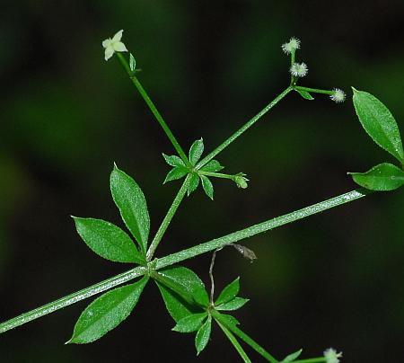 Galium_triflorum_inflorescence.jpg