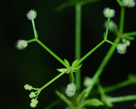 Galium_triflorum_infructescence.jpg