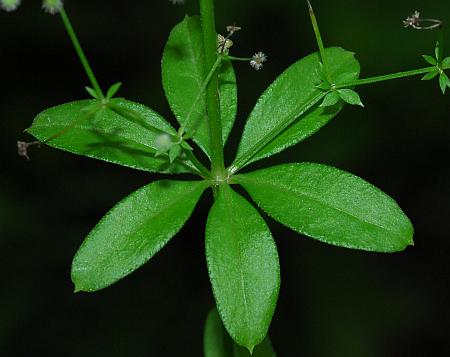 Galium_triflorum_leaf1.jpg