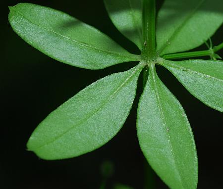 Galium_triflorum_leaf2.jpg